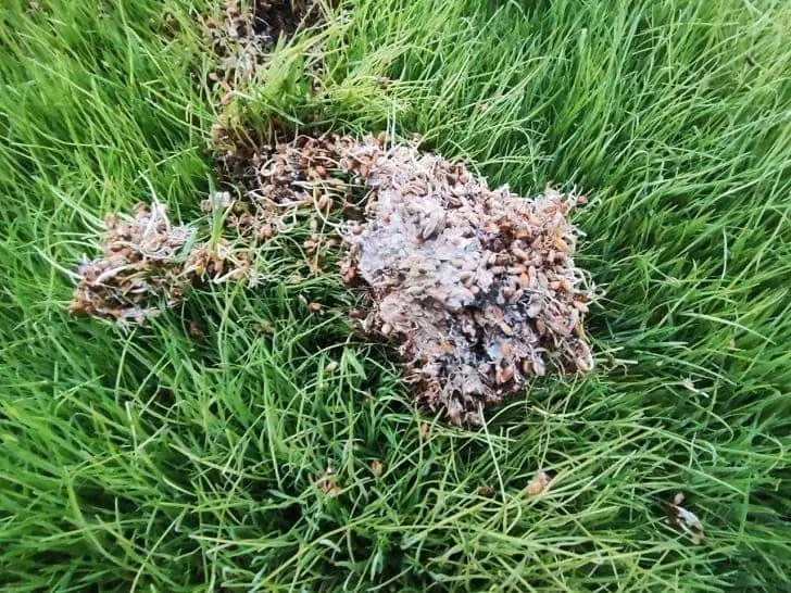 Брошенное на полях зерно все-таки сгнило: что говорят фермеры?