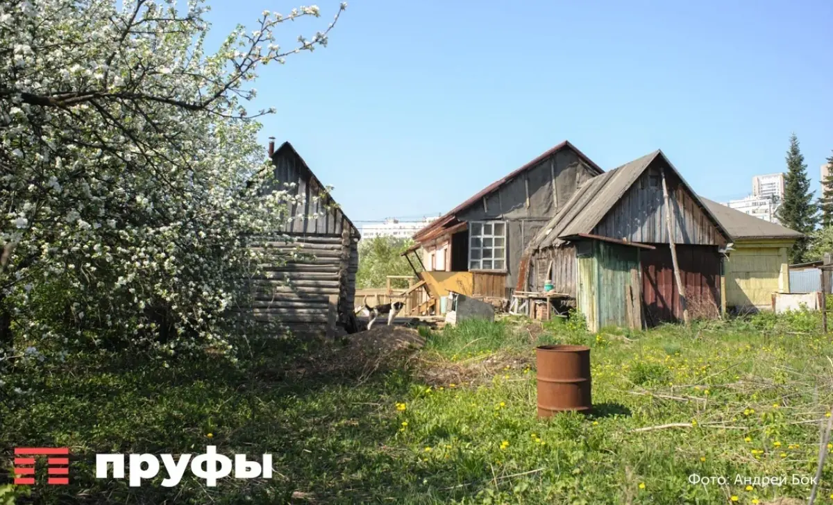 Чем подкормить капусту в августе, чтобы кочаны были плотными и сочными