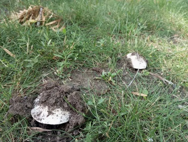 «Собаки гадят на эти грибы, а вы их собираете». Уфимцы обнаружили грибы прямо в городе