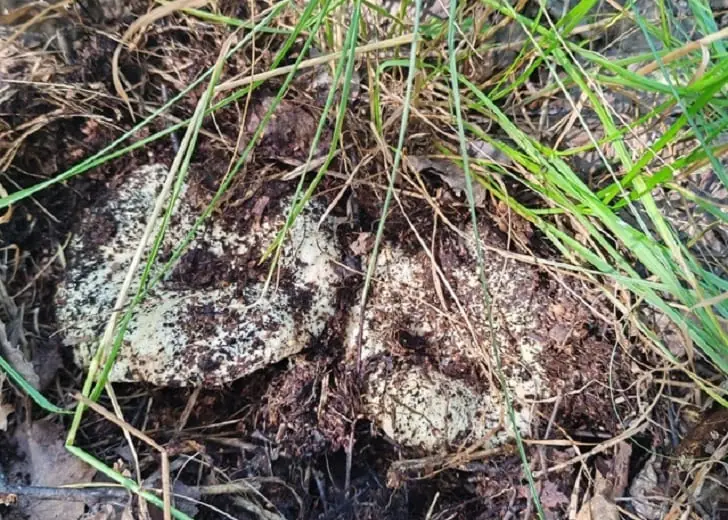 «Грибной бум» накрыл район Башкирии, но у жителей появились вопросы