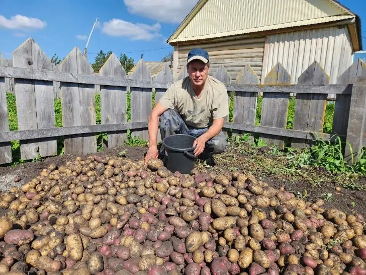 Депутат Госдумы посидел на куче картошки и похвастался хорошим урожаем