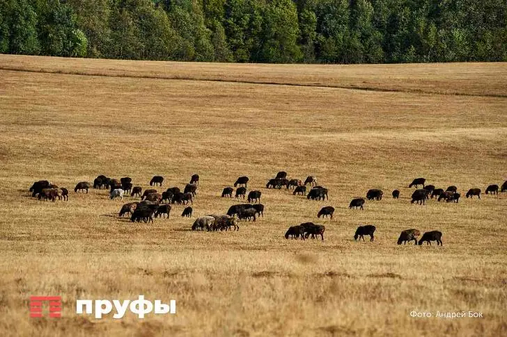 «Надо возвращать систему колхозов» – что происходит с ценами на муку и хлеб в Башкирии?