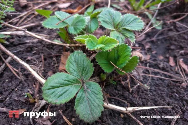 Клубникой будет усыпан ваш огород: прикормка, от которой дуреет ваша ягода в саду