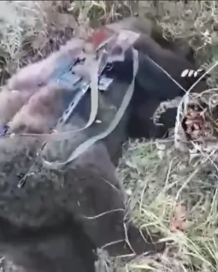 медведь-труп.jpg медведь-труп.jpg