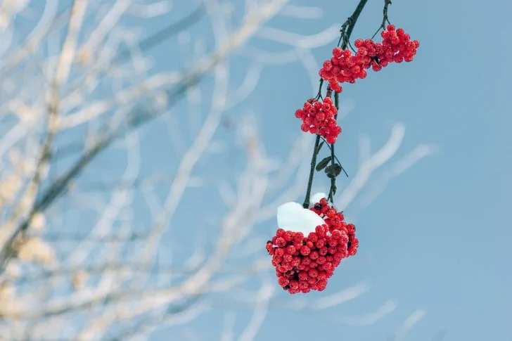 rowan-2098486_960_720.jpg