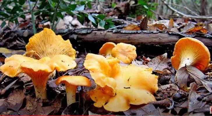 лисичка (1).jpg