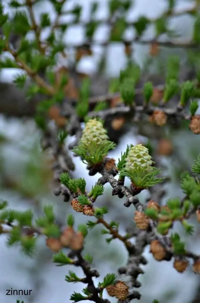 Фото Зиннура Бускунова
