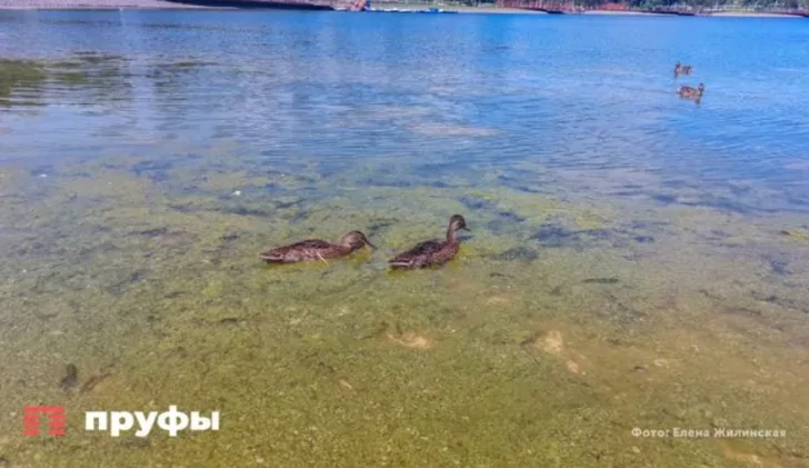 утки тина кашкадан.png