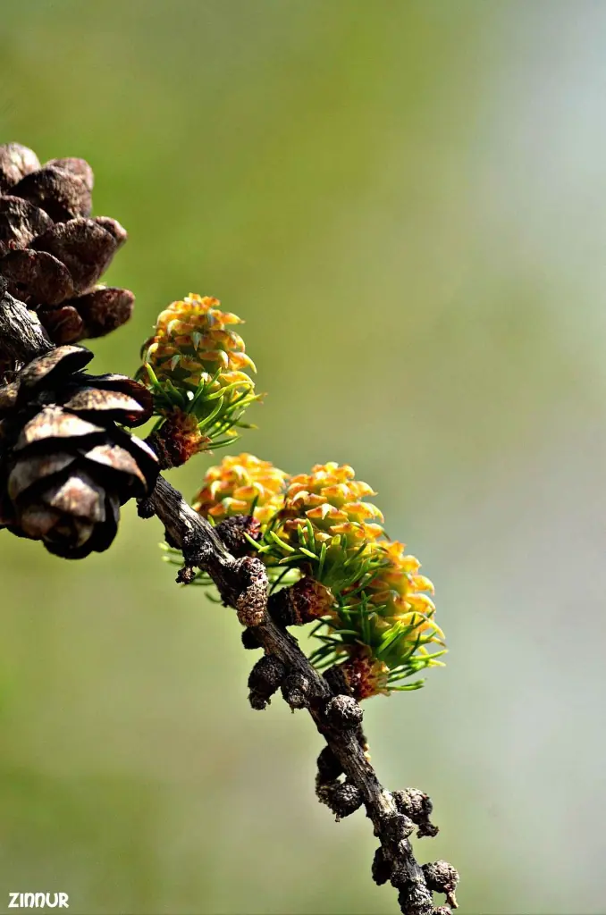 Фото Зиннура Бускунова