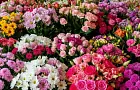 Как выбрать цветы на 8 Марта и не принести домой «однодневки»
