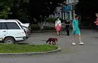На улице Уфы заметили девушку, выгуливающую на поводке лису