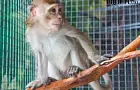 Фоторепортаж: в Уфе проходит выставка обезьян 