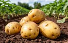 Куда пропала башкирская гигантская картошка?