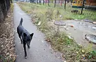 В Уфе пройдут рейды по отлову бродячих собак