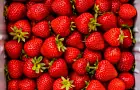 Ягоды как свежие: технология заморозки клубники без потери вкуса