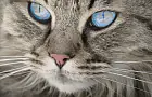 Лечения нет: кошатников предупредили об опасном недуге