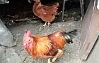 Умные дачники вешают кочан капусты в курятник: зачем он нужен 