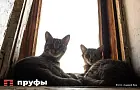 7 предметов, от которых стоит избавиться в доме с кошкой