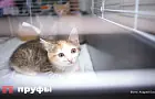 Как разговаривать с котом, чтобы он видел в вас не мебель, а друга: 5 простых правил 