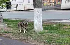 Нижегородка больше не собачий рай? Почему четвероногих все чаще видят в центре Уфы