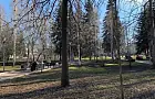Из бюджета Уфы заплатят 10,1 млн рублей за ревизию деревьев