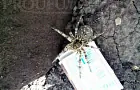 В Башкирии женщина нашла на грядке тарантула