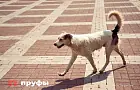 Россияне стали чаще обращаться к зоопсихологам – спрос вырос на 66%