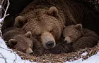 Можно ли случайно разбудить медведя в берлоге: эксперт раскрыл, какие звуки привлекают хищника 