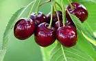 Специалисты из Роспотребнадзора предупредили о скрытой угрозе, связанной с потреблением черешни