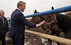 «Коневодство – важная часть нашей экономики»: Радий Хабиров обещал господдержку конезаводчикам