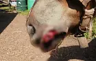 Бойцовская собака чуть не убила маленькую лошадку, пока хозяин просто наблюдал за этим