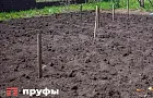 Картофель без хлопот: урожай в 2 раза больше без прополки и окучивания 