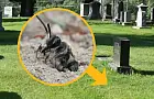 Прямо под землёй в Нью-Йорке обнаружили огромное пчелиное царство из 5,5 миллиона особей