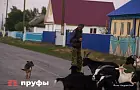 Живая изгородь или профнастил: что выбрать, чтобы не прогадать 
