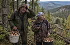 Как находить грибы в незнакомом лесу: советы опытных грибников