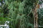 Красивые, но хлопотные: растения, из-за которых дачники не знают покоя