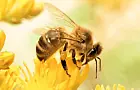 Спасение бурзянской пчелы обойдется Башкирии в 38 млн рублей