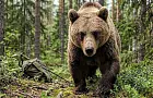 Как спастись при встрече с медведем: правила поведения в лесу