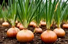 Главный признак созревания лука, о котором расскажут только фермеры