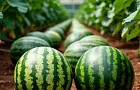 Выращиваем сладкие арбузы и дыни в теплице: все дело в правильной подкормке 