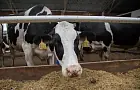 Озвучено, как сельчанам Башкирии сберечь свой скот