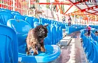 Почему кот сходит с ума от картонной коробки: ответили эксперты 