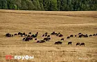 Почти 2 тысячи тонн овса из Башкирии отправили в Китай