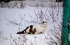 Топ 5 пород кошек, которые спокойно переносят одиночество