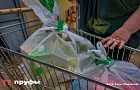 С августа вводят новые правила в магазине: досмотр вещей и ограничения на багаж