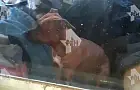 На хозяев собаки, которая убила женщину в Уфе, регулярно жаловались в полицию