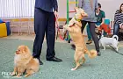 Роскачество назвало лучшие марки корма для животных