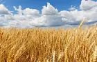 Урожай зерновых в Башкирии находится в опасности из-за постоянных дождей – Самигуллина