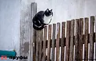 Почему кошка пьет из вашей кружки, а не из миски: 5 настоящих причин