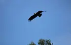 В национальном парке «Башкирия» заметили орла из Красной книги